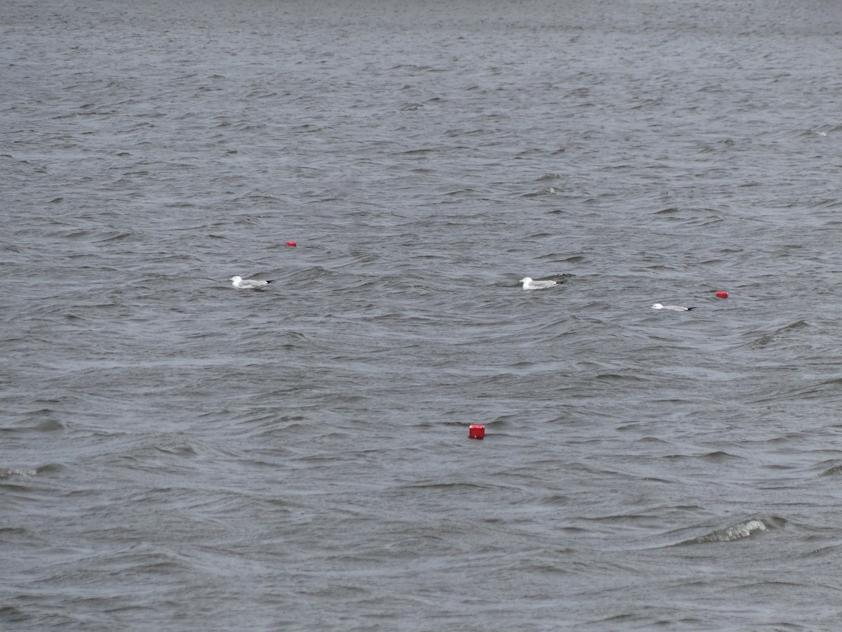 Ring-billed Gull - ML617373358