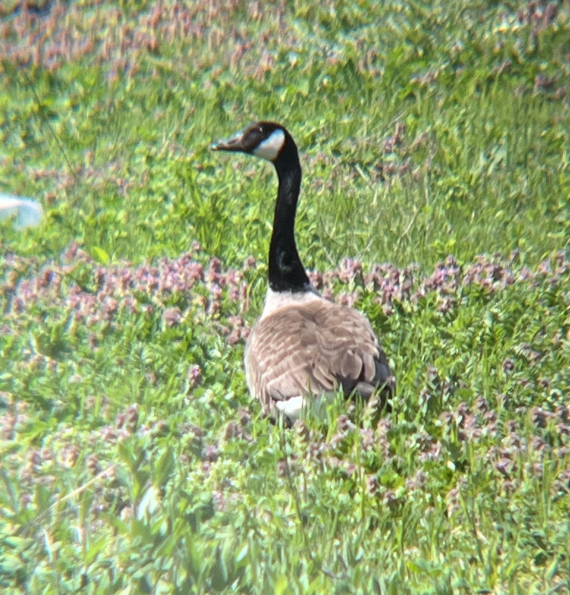 Canada Goose - Maura Diamond