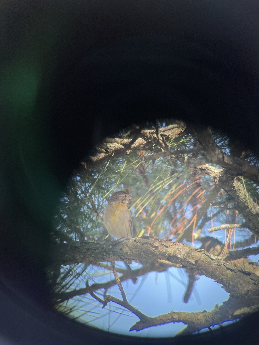 Dickcissel - ML617373524