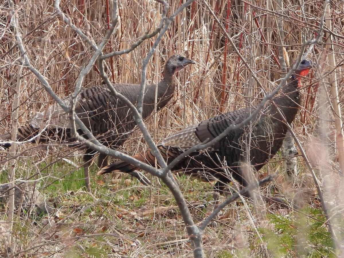 Wild Turkey - Stéphane Primeau