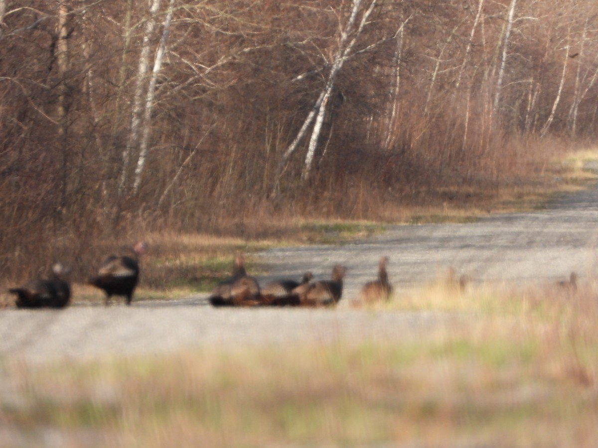 Wild Turkey - ML617373537