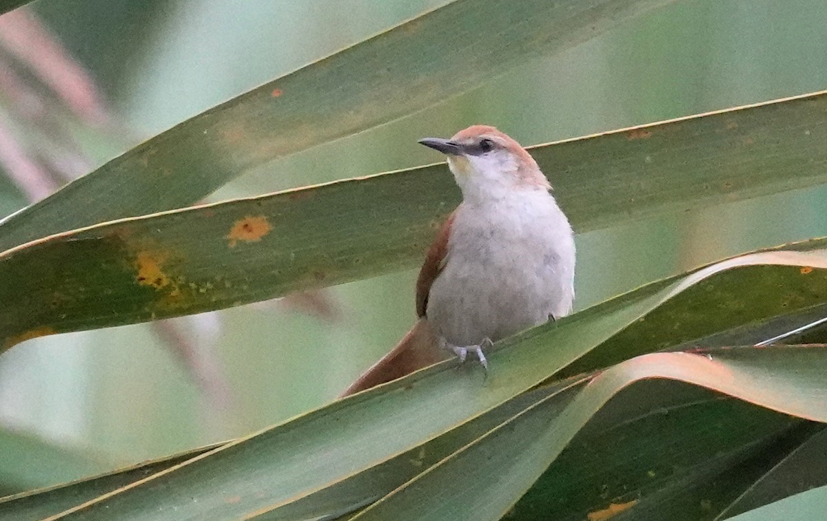 Yellow-chinned Spinetail - ML617373580