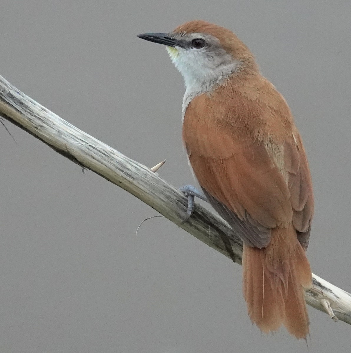 Yellow-chinned Spinetail - ML617373581