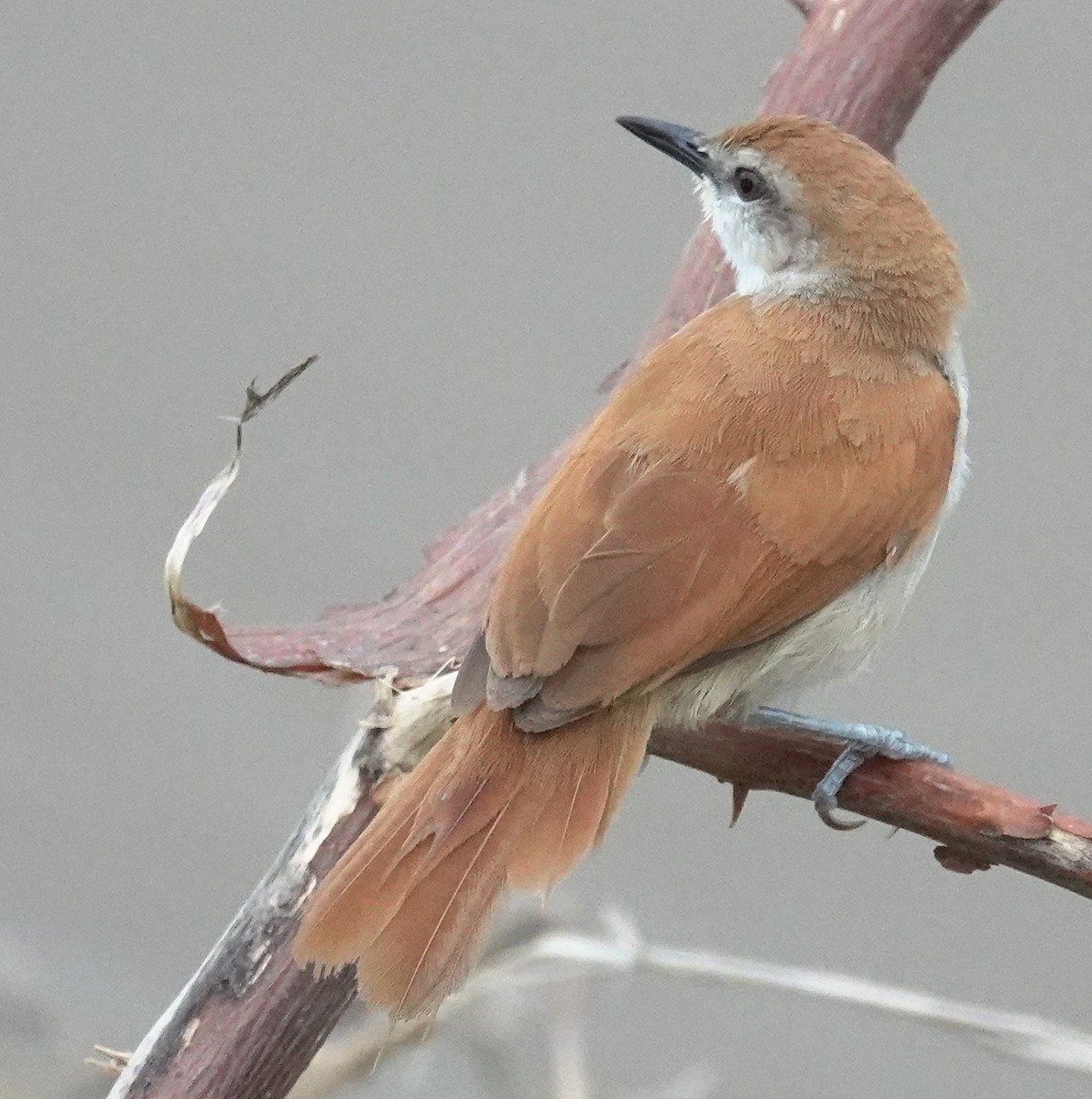 Yellow-chinned Spinetail - ML617373582