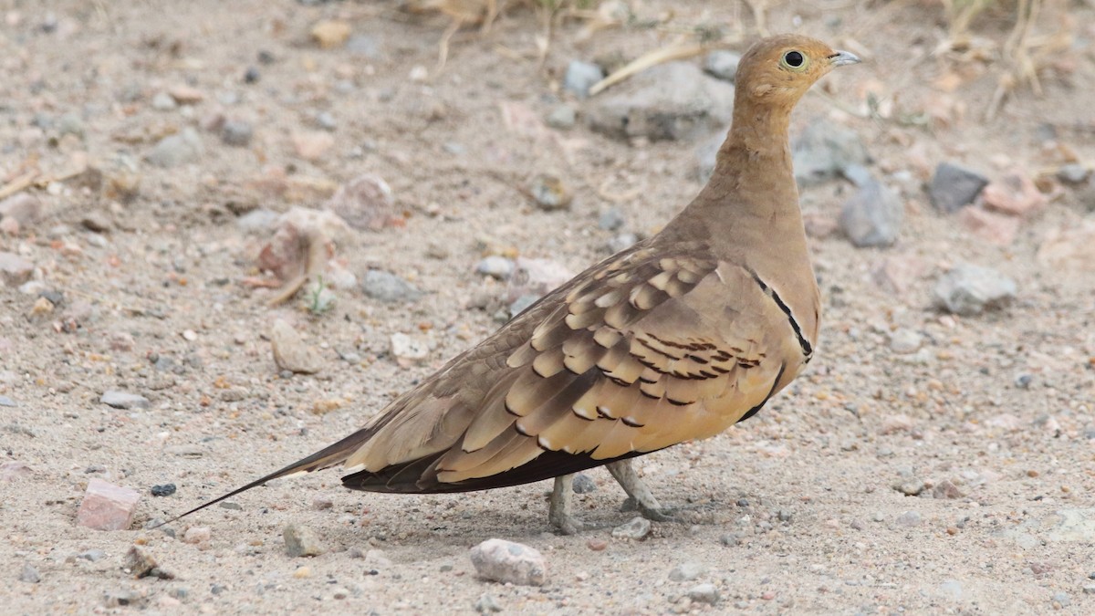 Chestnut-bellied Sandgrouse - ML617373592