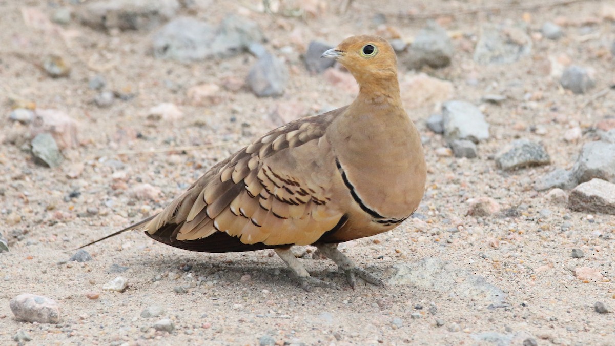 Chestnut-bellied Sandgrouse - ML617373593