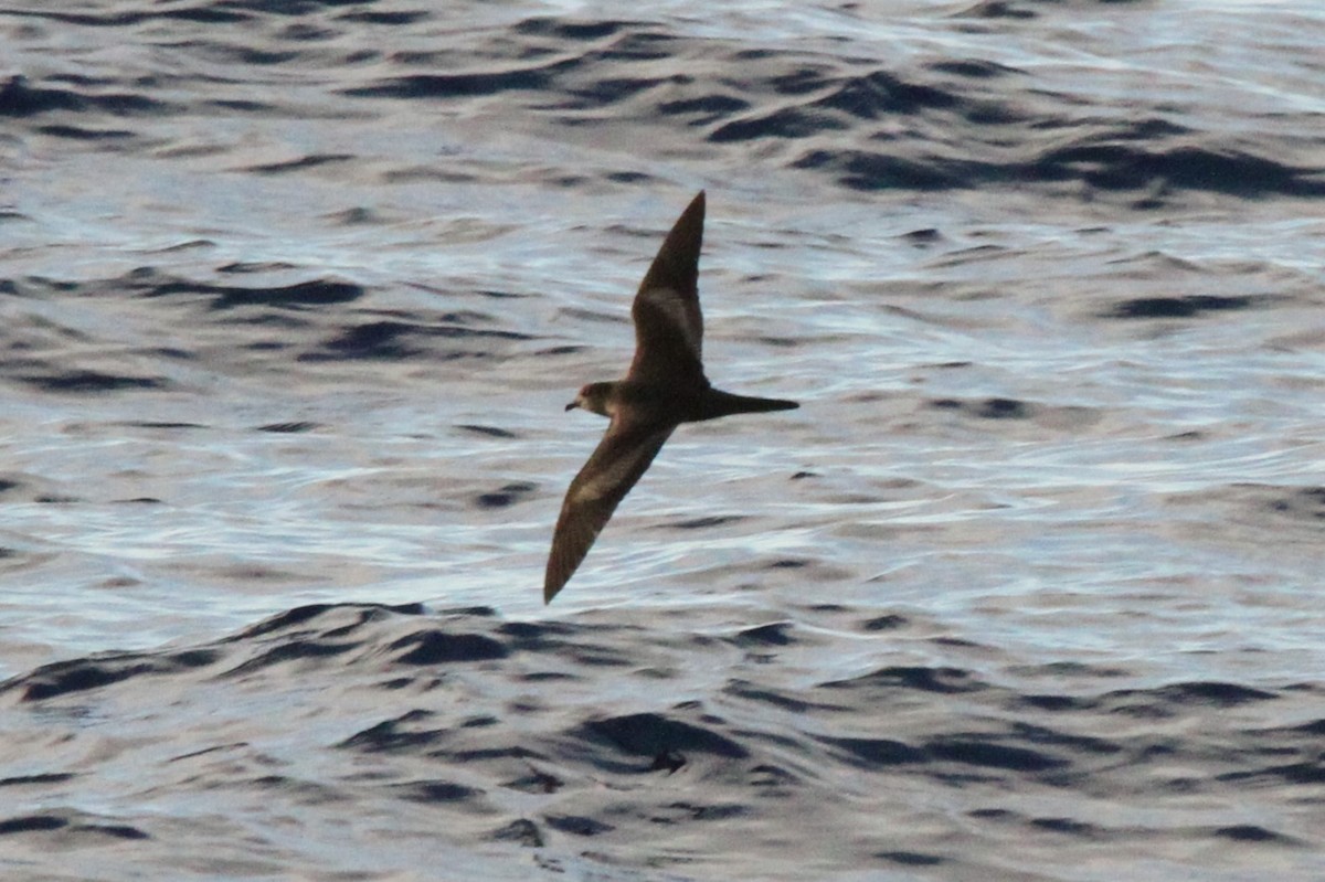 Bulwer's Petrel - ML617373597