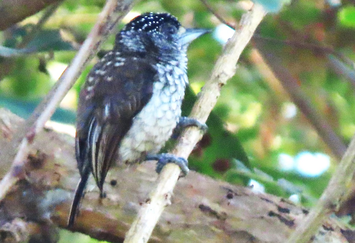 Arrowhead Piculet - Rick Jacobsen