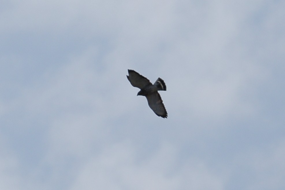 Broad-winged Hawk - ML617373613