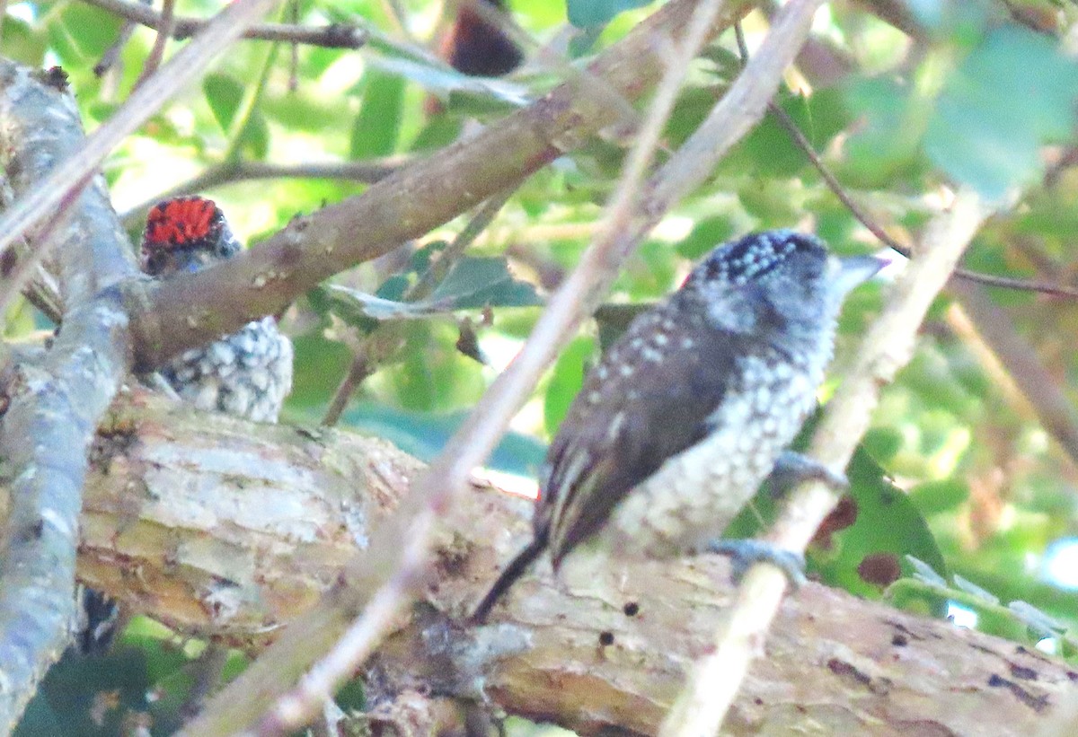 Arrowhead Piculet - Rick Jacobsen