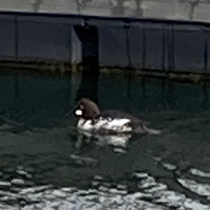 Common Goldeneye - ML617373643