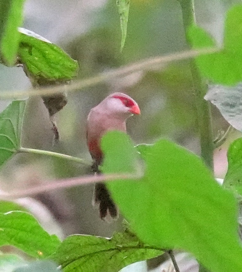 Common Waxbill - ML617373657