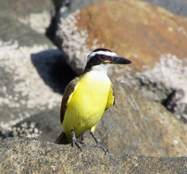 Great Kiskadee - ML617373708