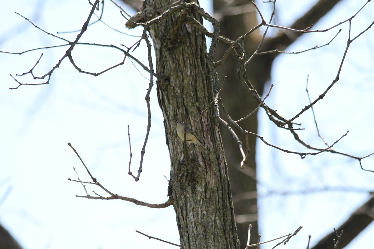 Ruby-crowned Kinglet - ML617373715