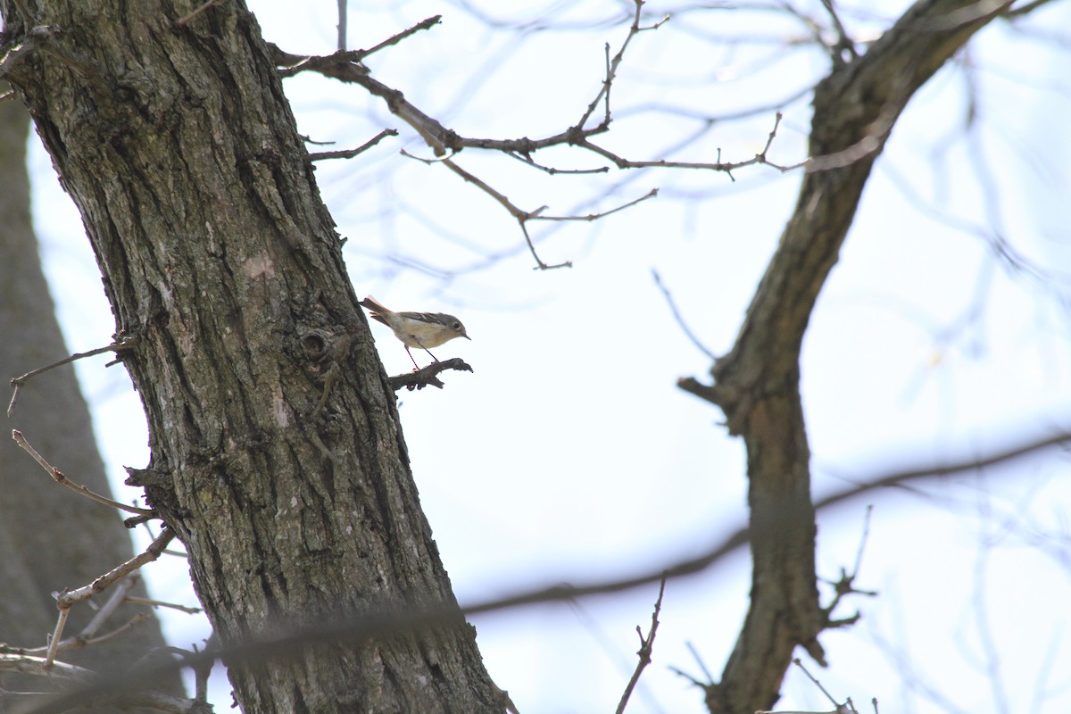 Ruby-crowned Kinglet - ML617373720