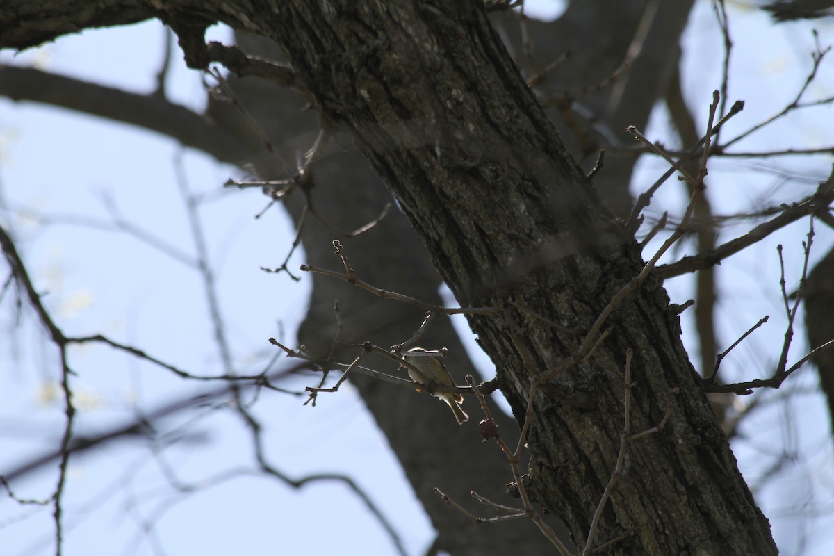 Ruby-crowned Kinglet - ML617373751