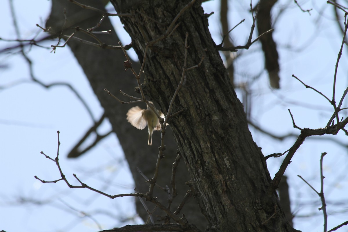 Ruby-crowned Kinglet - ML617373755