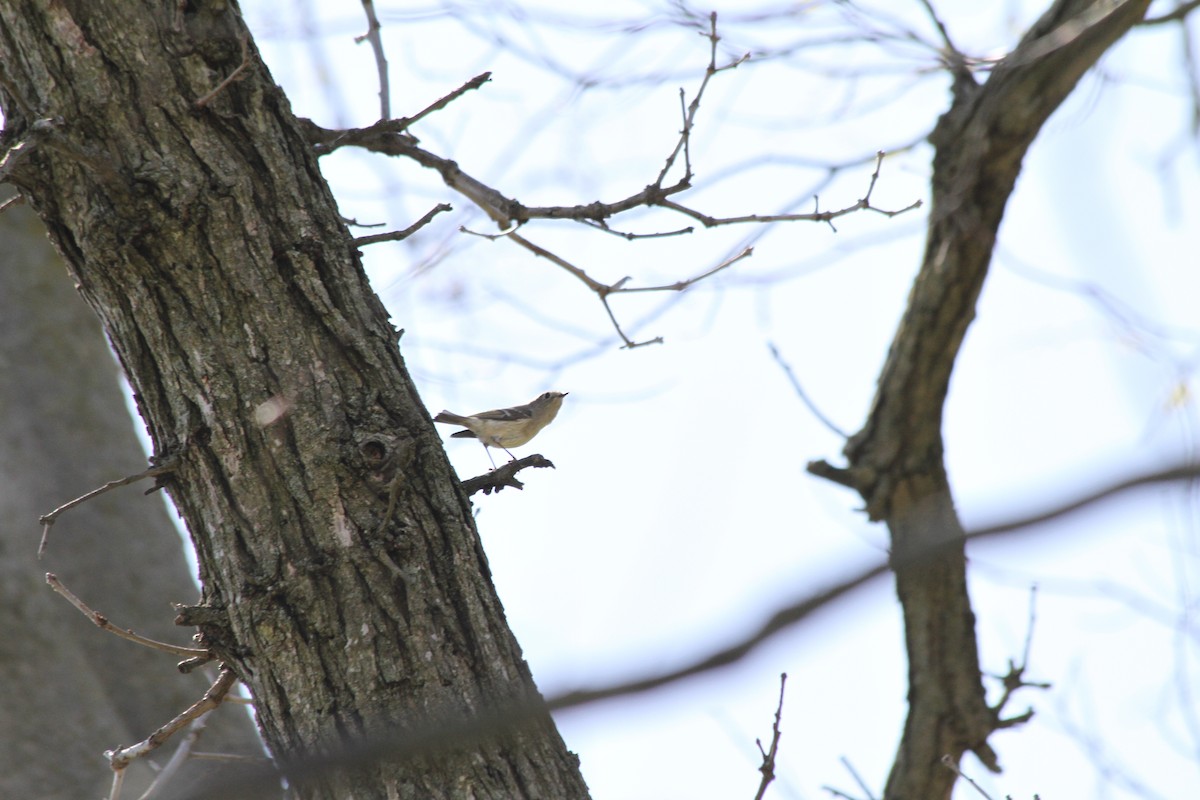 Ruby-crowned Kinglet - ML617373763