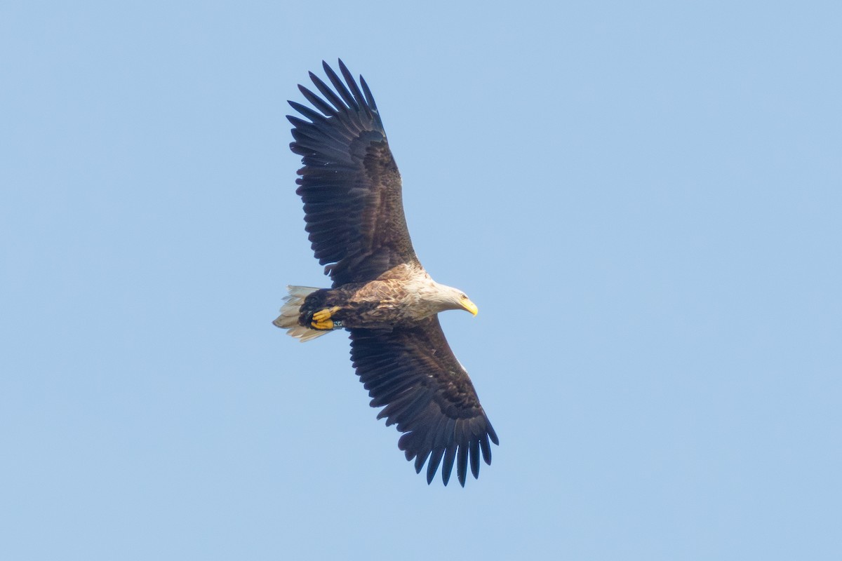 White-tailed Eagle - ML617373772