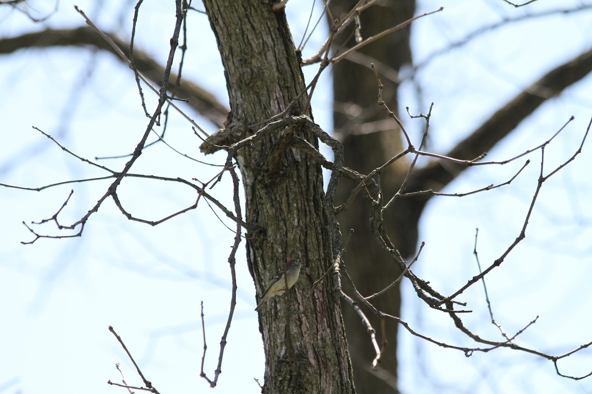 Roitelet à couronne rubis - ML617373777