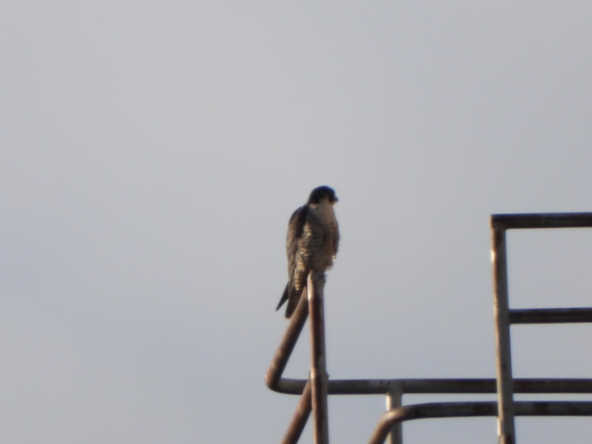 Peregrine Falcon - Stéphane Primeau