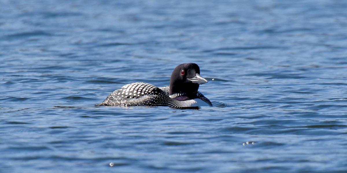 Common Loon - ML617373797