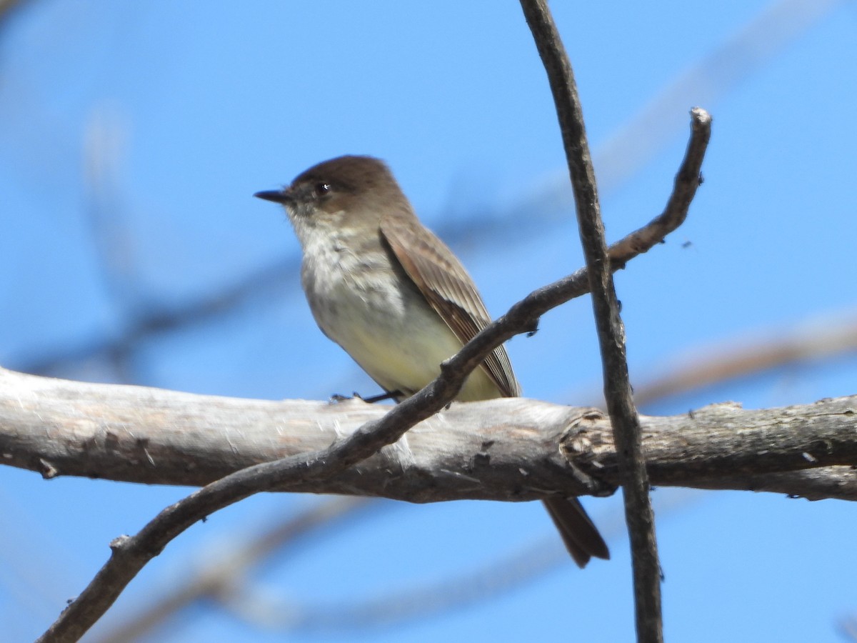 Eastern Phoebe - ML617373829