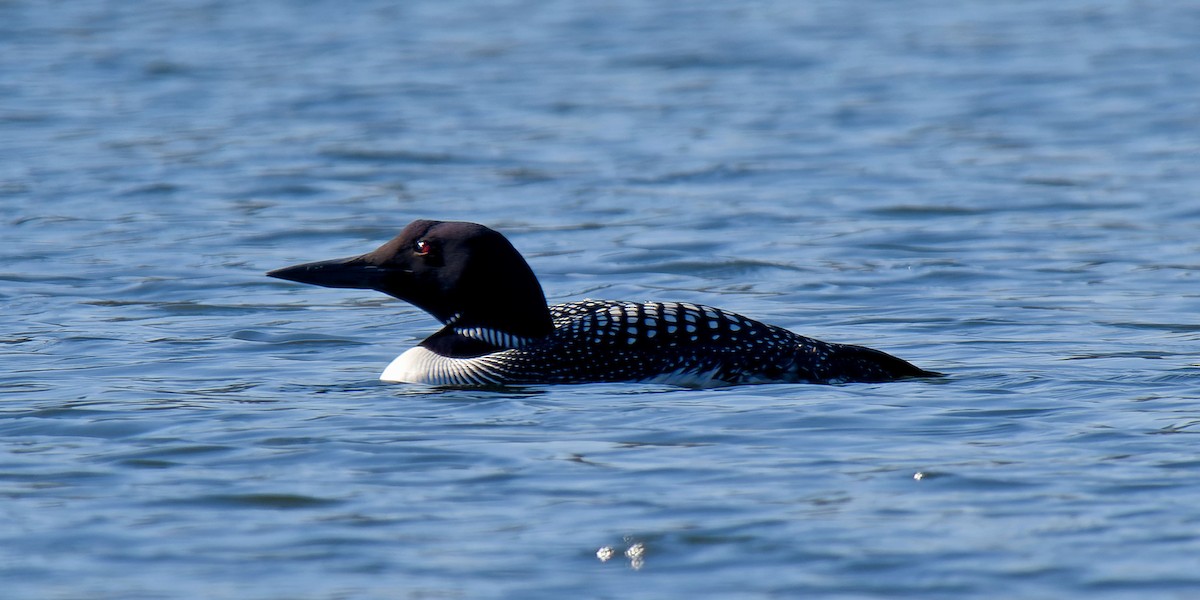 Common Loon - ML617373830