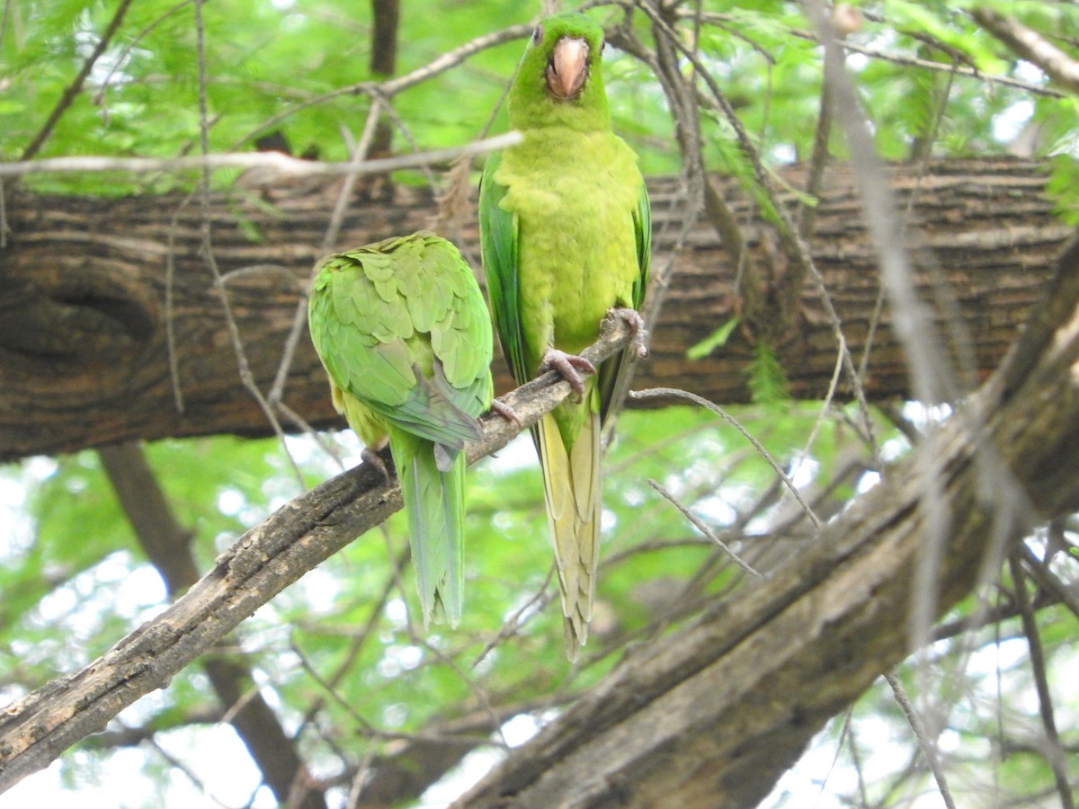 Meksika Yeşil Papağanı - ML617373844