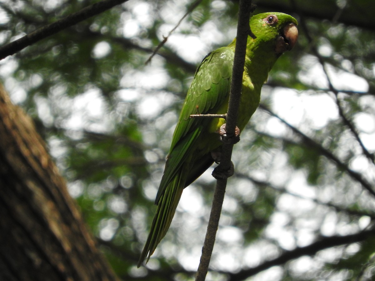 Meksika Yeşil Papağanı - ML617373845
