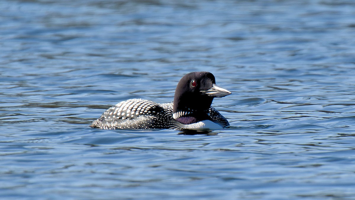 Common Loon - ML617373853