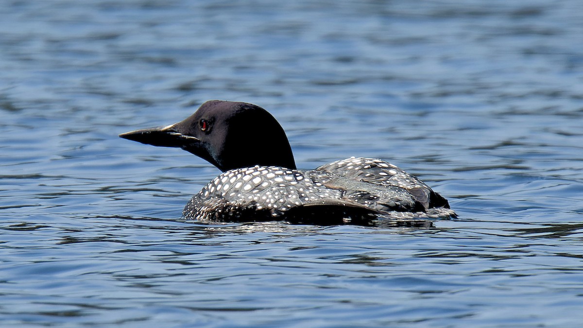 Common Loon - ML617373871