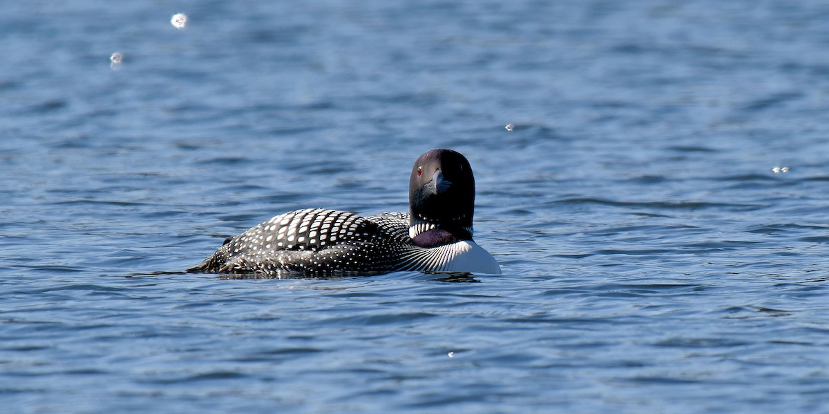 Common Loon - ML617373903