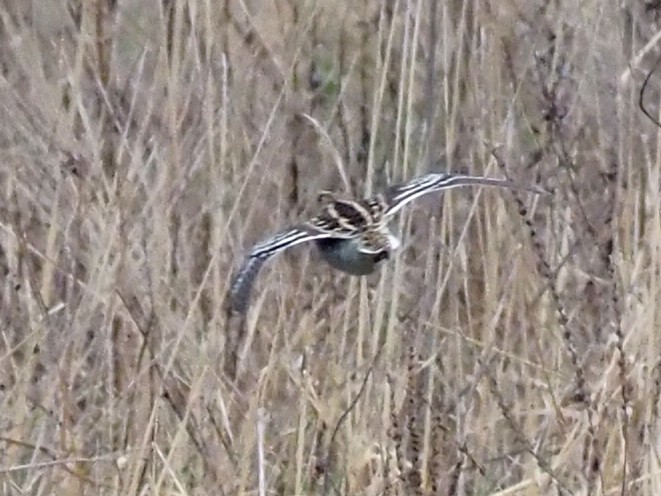 Great Snipe - ML617373924