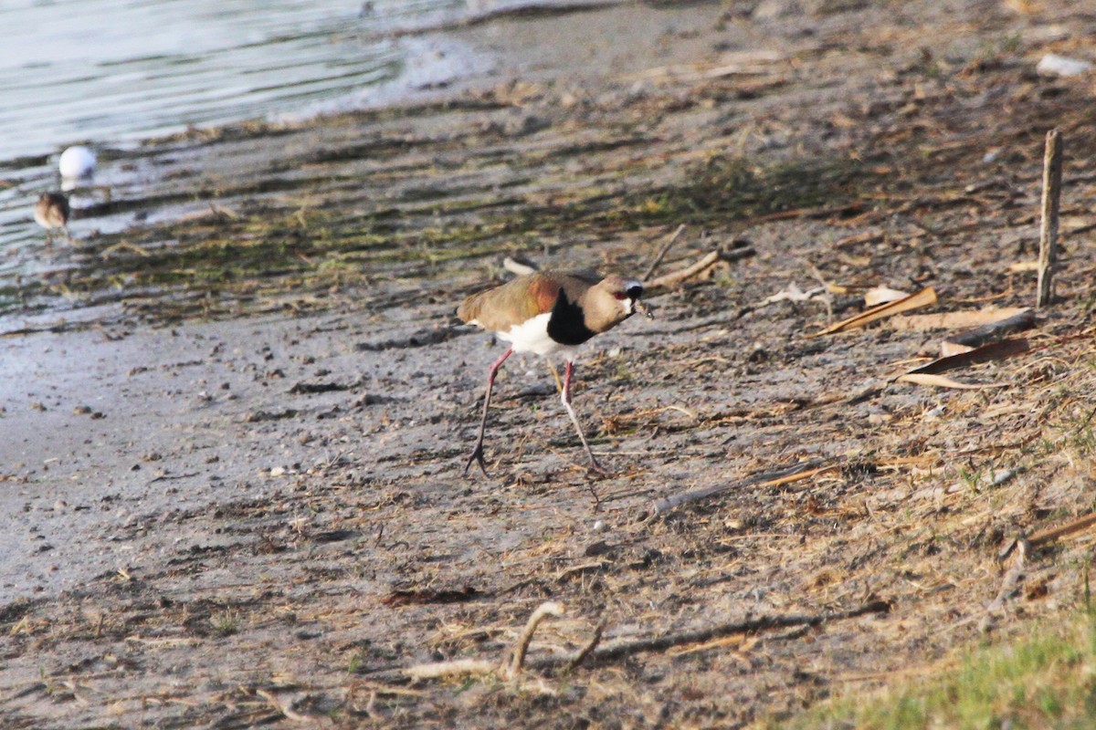 Southern Lapwing - ML617373961