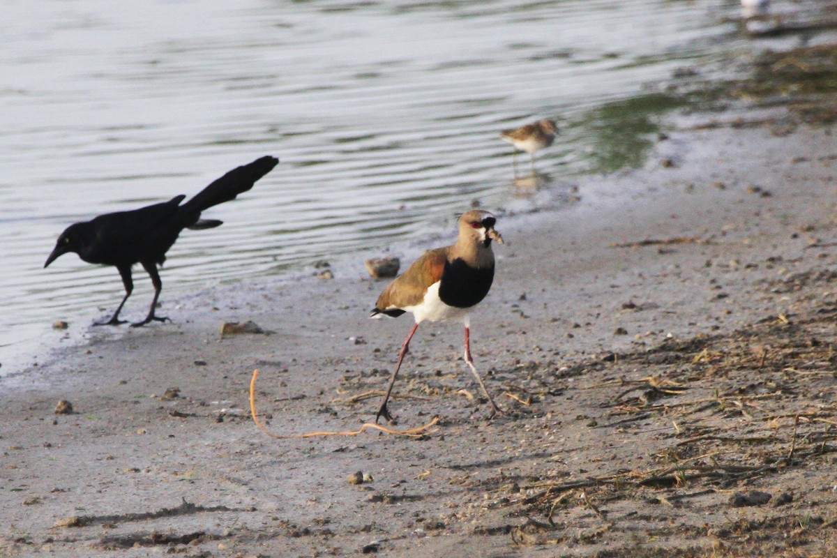 Southern Lapwing - ML617373963