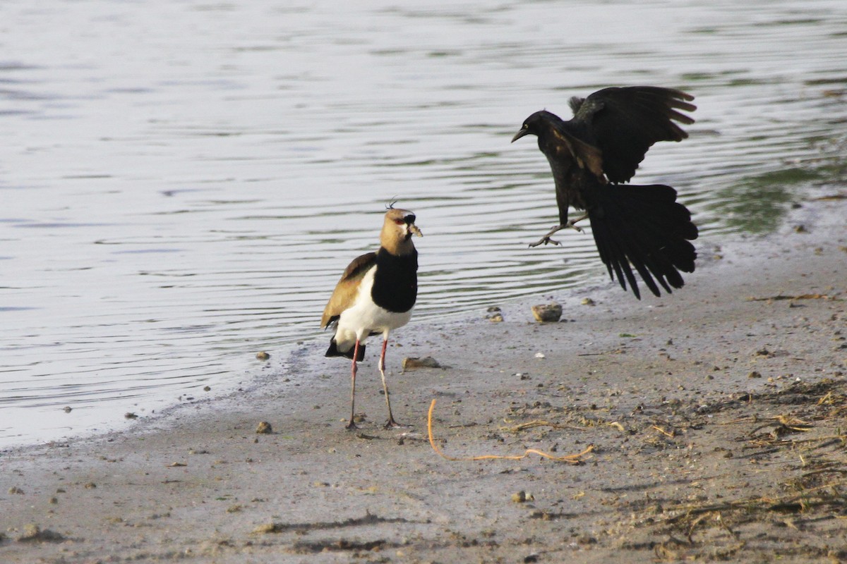 Southern Lapwing - ML617373964