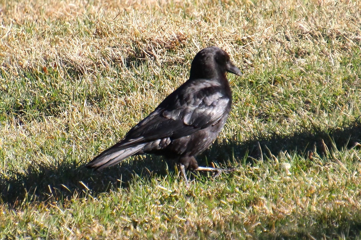 American Crow - ML617373979