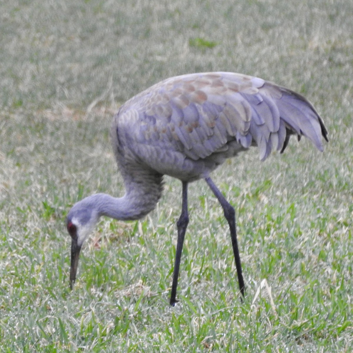 Sandhill Crane - ML617374001