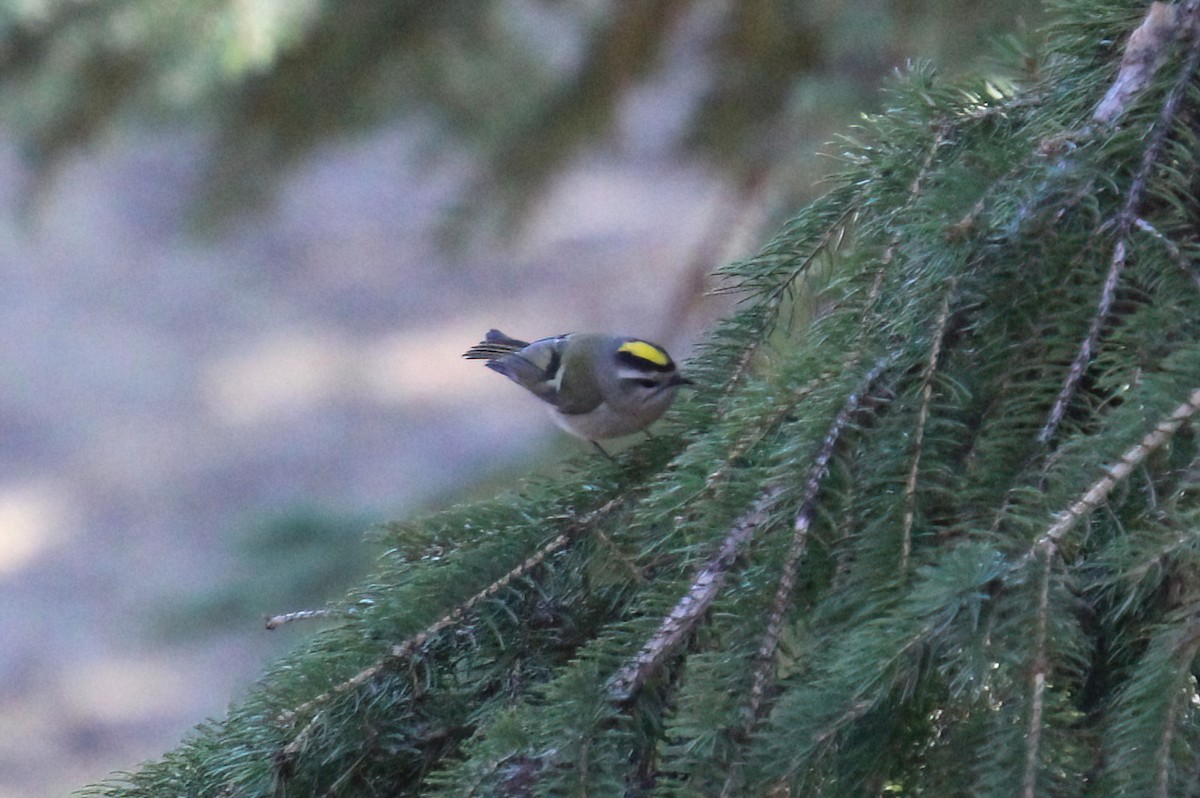 Roitelet à couronne dorée - ML617374003