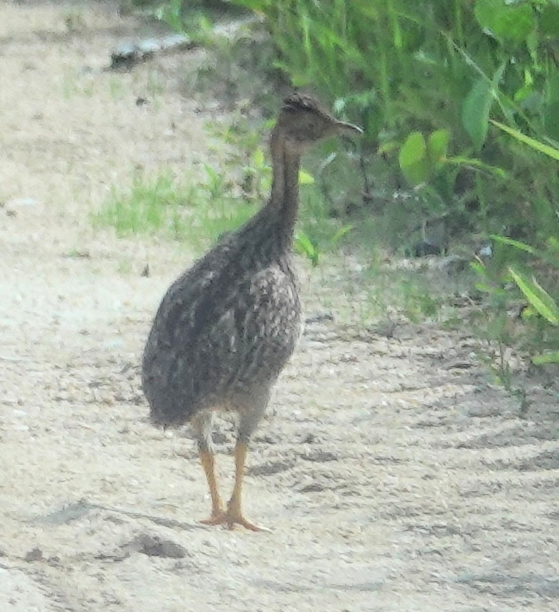 White-bellied Nothura - ML617374026