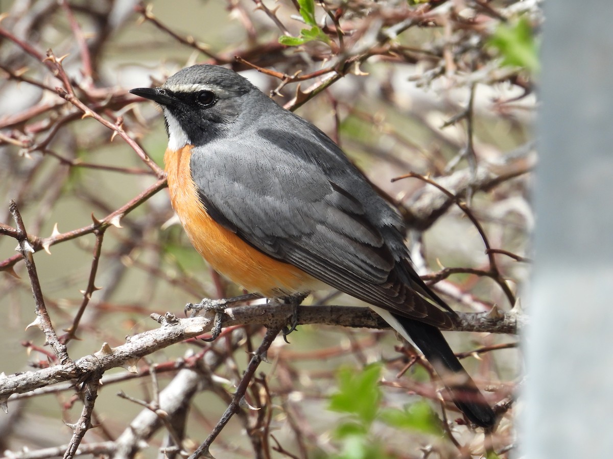 White-throated Robin - ML617374031