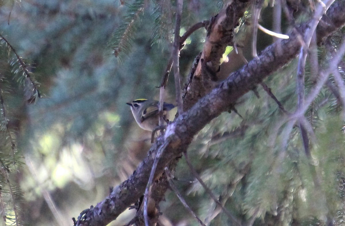 Golden-crowned Kinglet - Elaine Cassidy