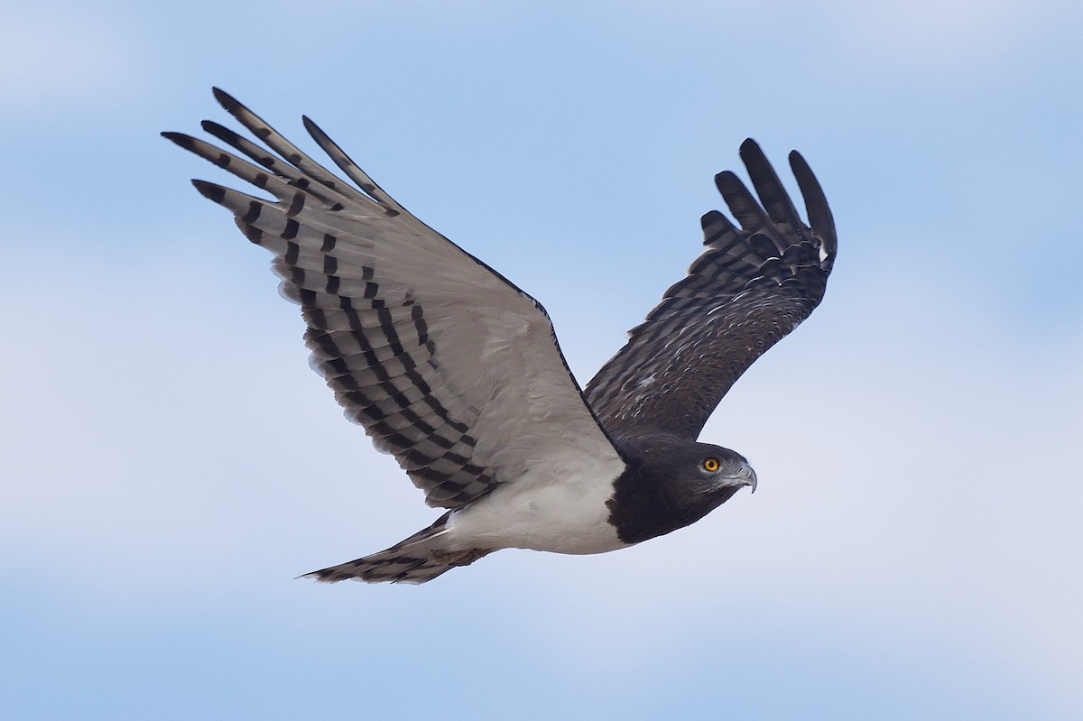 Black-chested Snake-Eagle - ML617374071