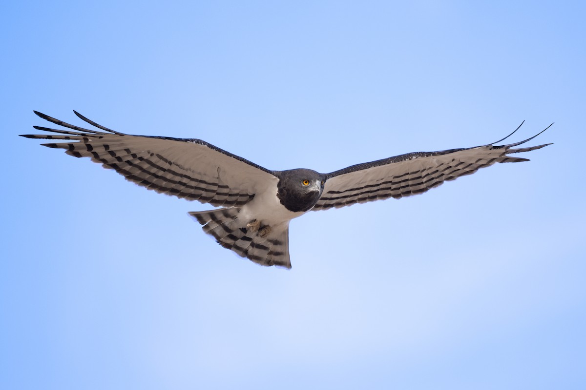 Black-chested Snake-Eagle - ML617374086