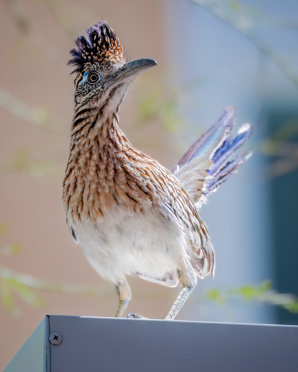 Greater Roadrunner - Hannah Criswell