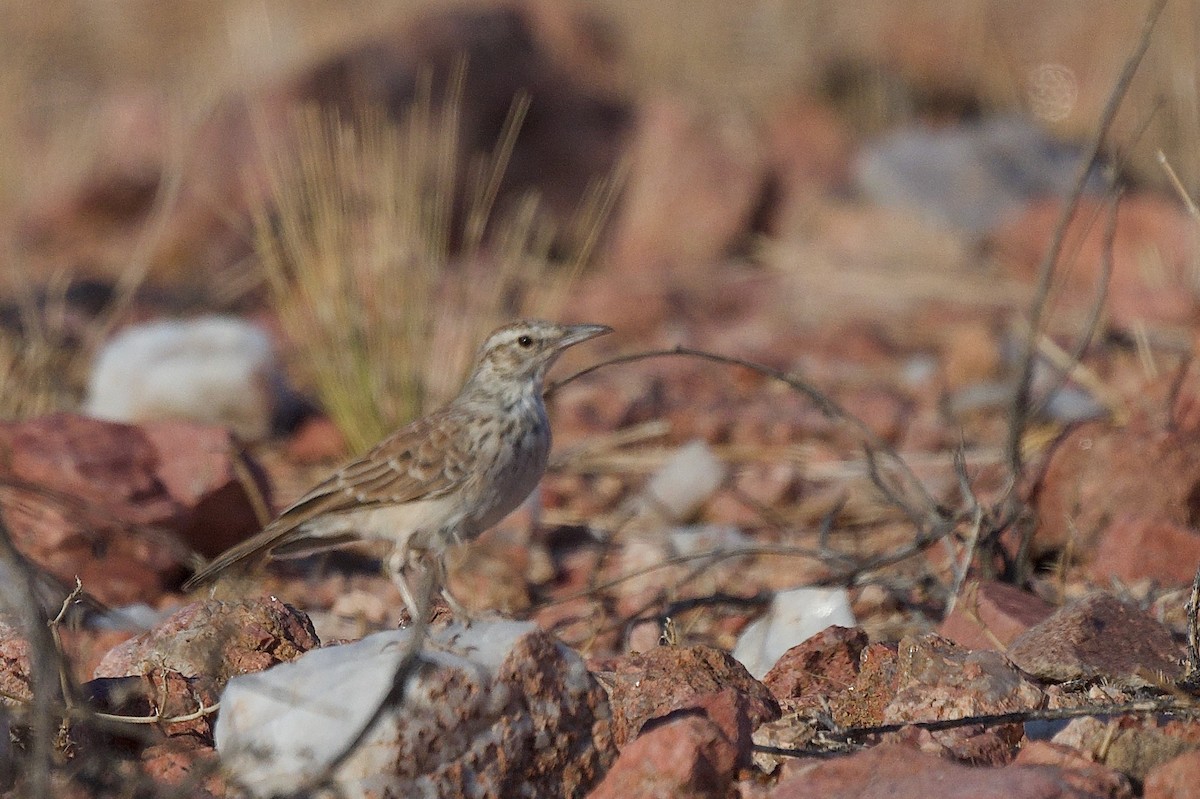 Karoo Long-billed Lark - ML617374119