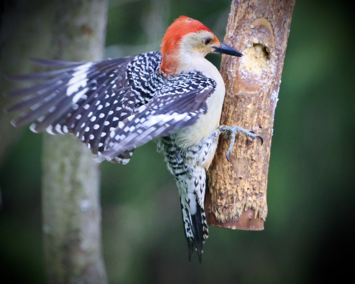 Red-bellied Woodpecker - ML617374124