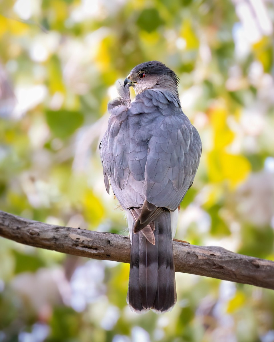 Cooper's Hawk - Hannah Criswell