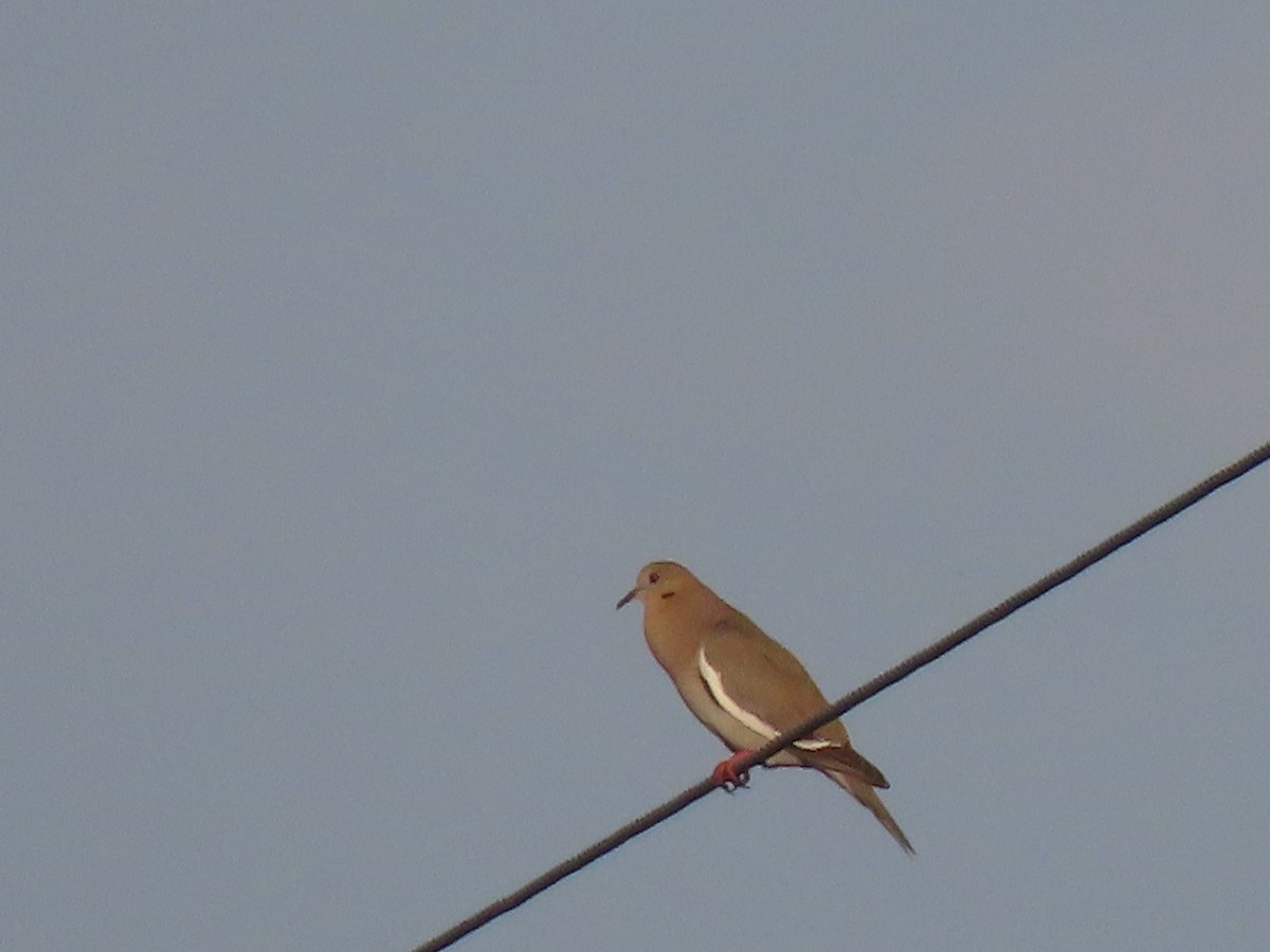 White-winged Dove - ML617374155